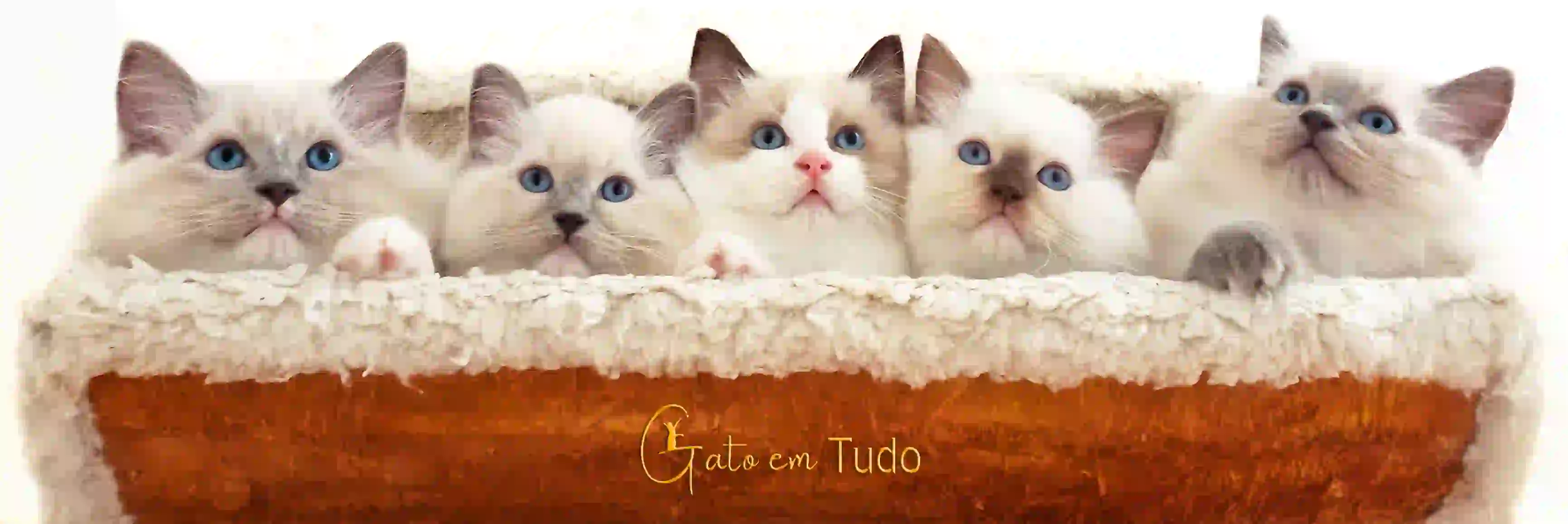 Gato em tudo - Arranha Gatos